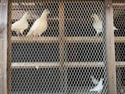 高山神社の動物