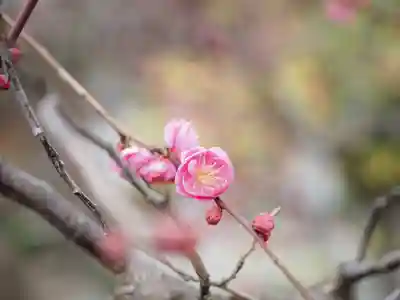 亀戸天神社(東京都)