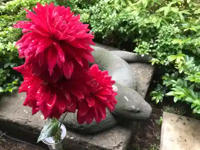 増上寺塔頭 三縁山 宝珠院の狛犬