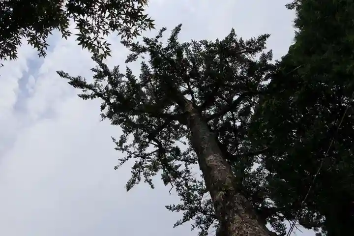 滑川神社 - 仕事と子どもの守り神の自然