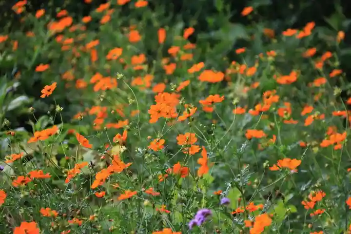 豊景神社の庭園