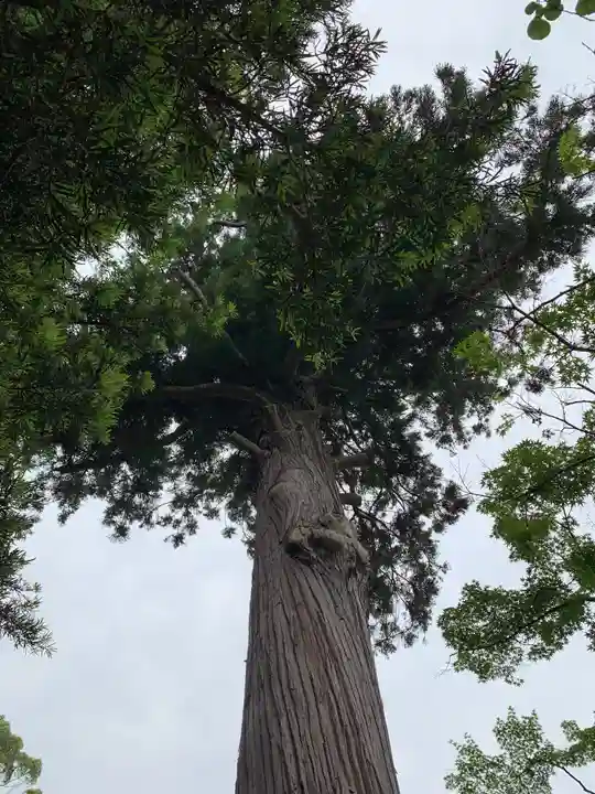 菅原神社の自然