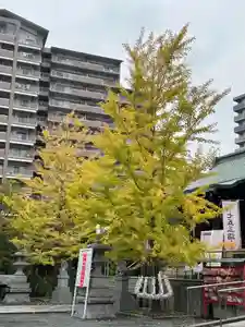 亀戸浅間神社(東京都)(2024年11月11日(月) 10時52分42秒投稿)