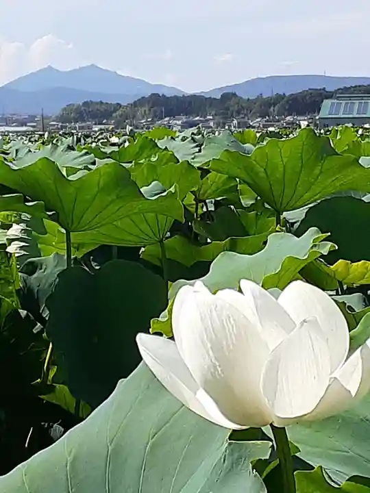 伏木香取神社の自然