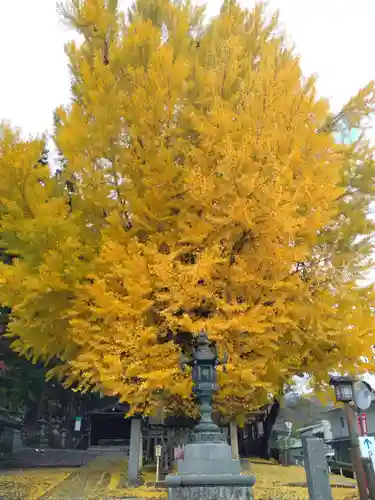 熊野大社の自然