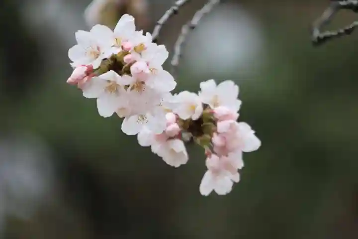 開成山大神宮の自然