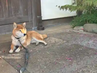 感通寺の{uncategorized: "未分類", other: "その他", undefined: "問題あり", building: "その他建物", grave: "お墓", sacred_gate: "鳥居", guardian: "狛犬", statue: "像", buddha: "仏像", history: "歴史", nature: "自然", garden: "庭園", animal: "動物", pagoda: "塔", temizu: "手水舎", mountain_gate: "山門・神門", sanctuary: "本殿・本堂", subordinate: "末社・摂社", art: "芸術", scenery: "景色", jizo: "地蔵", ema: "絵馬", goshuin: "御朱印", omikuji: "おみくじ", items: "授与品その他", amulet: "お守り", goshuincho: "御朱印帳", eats: "食事", festival: "お祭り", votive_dance: "神楽", shichigosan: "七五三参", wedding: "結婚式", experience: "体験その他", initially: "初詣", around: "周辺", anti_infection: "感染症対策"}