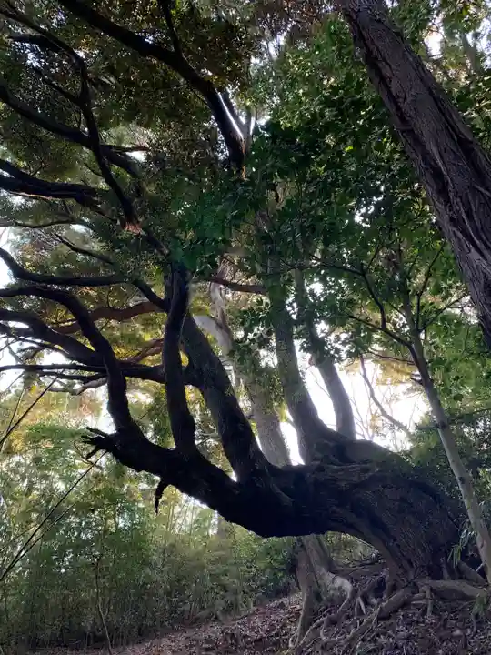 愛宕神社の自然