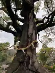 静岡浅間神社の自然