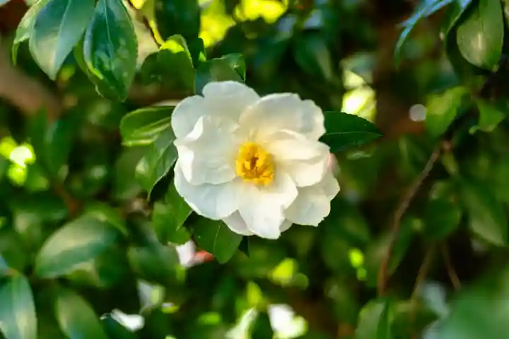 宇治神社(京都府)