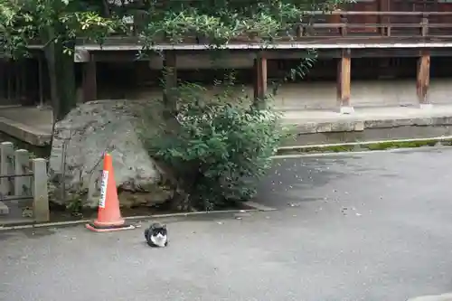法明寺の動物