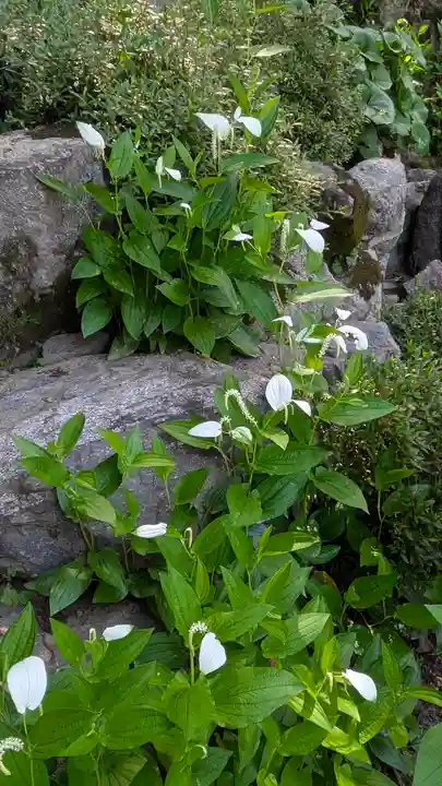 岡寺(龍蓋寺)(奈良県)