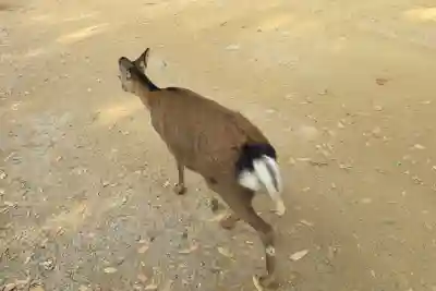 春日大社(奈良県)