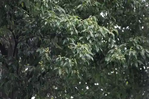 阿邪訶根神社の自然