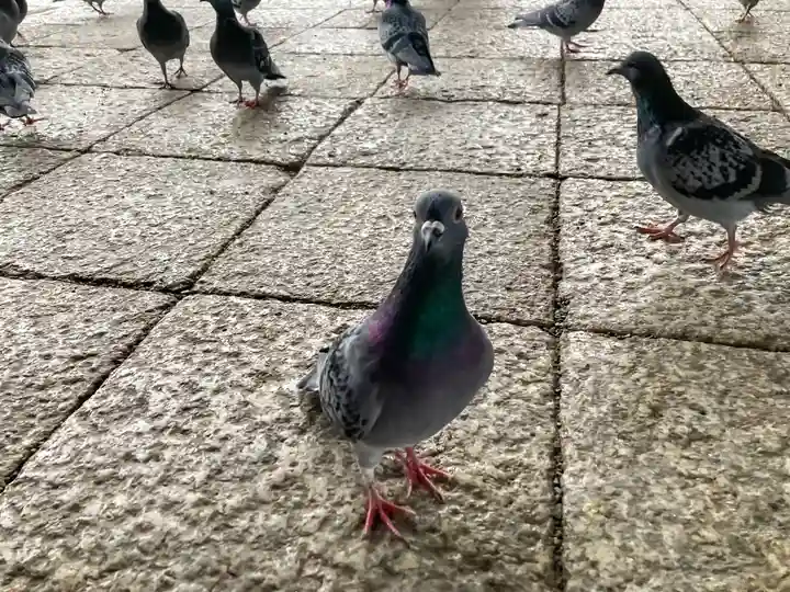 大通寺(長浜御坊)(滋賀県)