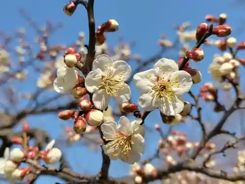 開成山大神宮(福島県)