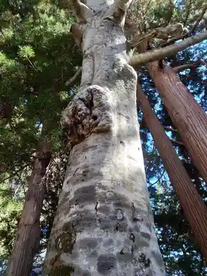 戸隠神社火之御子社(長野県)