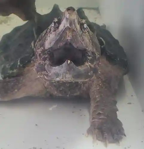 鑁阿寺(栃木県)