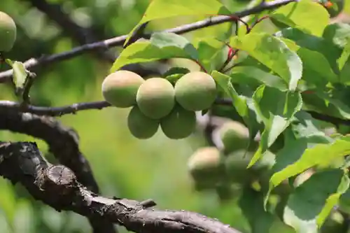 開成山大神宮の庭園