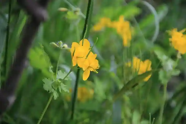 阿久津「田村神社」(郡山市阿久津町)旧社名:伊豆箱根三嶋三社の自然