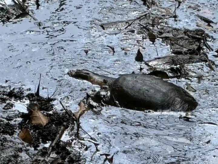 武蔵一宮氷川神社(埼玉県)