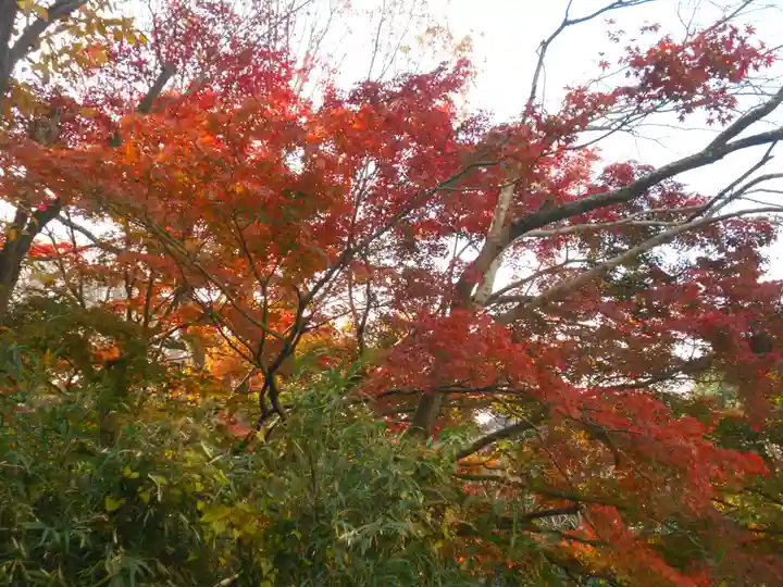 理智光寺跡(理智光寺址)<史跡>の自然