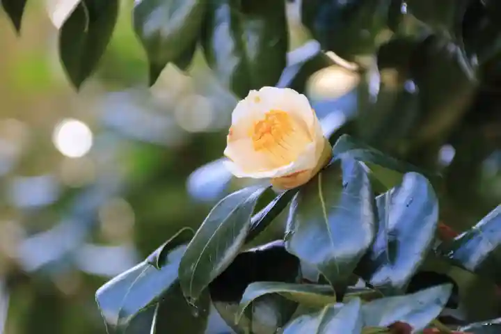 正観音堂の自然