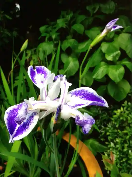 阿佐ヶ谷神明宮(東京都)