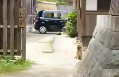 龍国寺の動物