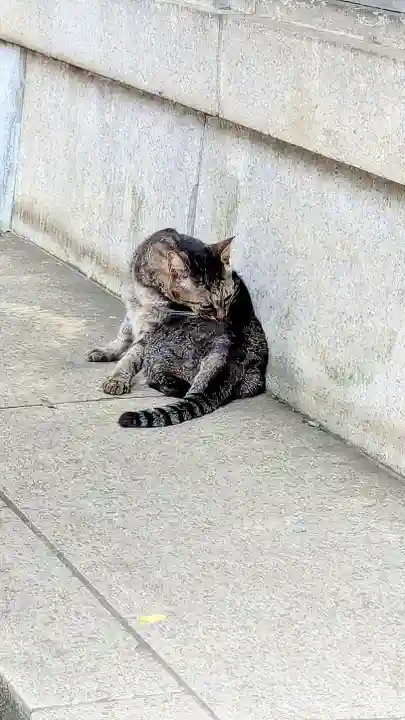 白金氷川神社の動物