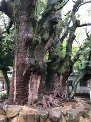 長田神社の自然