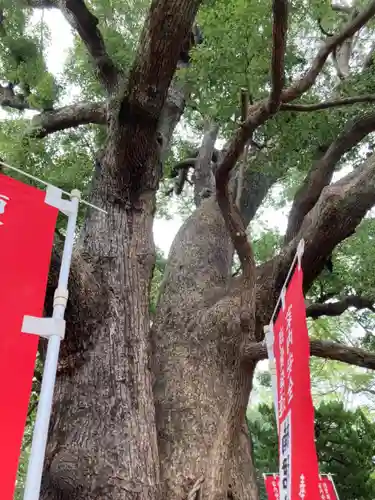 楠珺社（住吉大社末社）の自然
