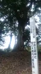 玉﨑神社の自然