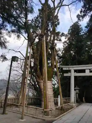 白山比咩神社の自然