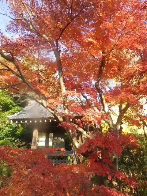 浄光明寺の自然