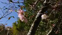 平野神社の自然