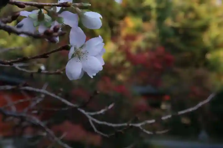 赤山禅院の自然