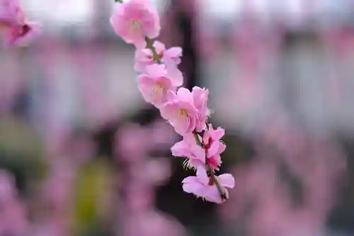 多治速比売神社の自然