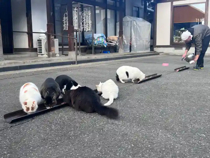 御誕生寺(猫寺)(福井県)