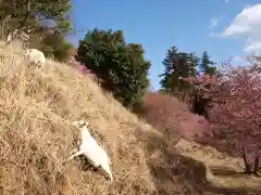 楽法寺（雨引観音）の動物