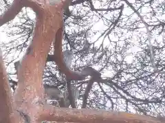 厚真神社の動物