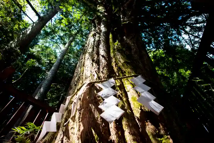 日光二荒山神社中宮祠の自然