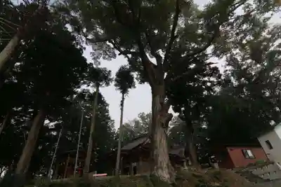 阿久津「田村神社」(郡山市阿久津町)旧社名:伊豆箱根三嶋三社の本殿・本堂