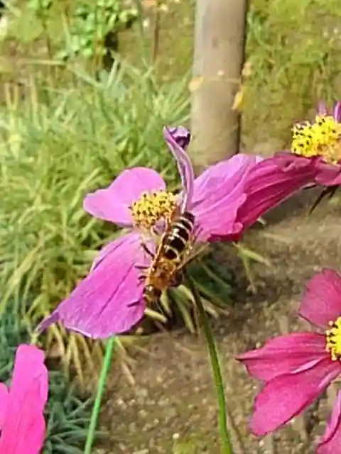 上野東照宮の庭園