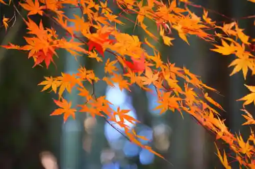 田村神社の自然