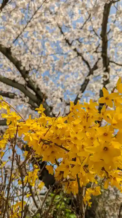 妙蓮寺(京都府)