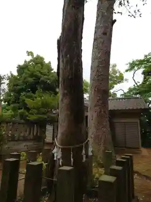 伊古乃速御玉比売神社の自然