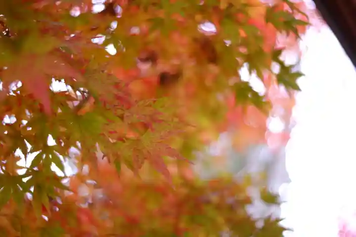 越中一宮 髙瀬神社(富山県)