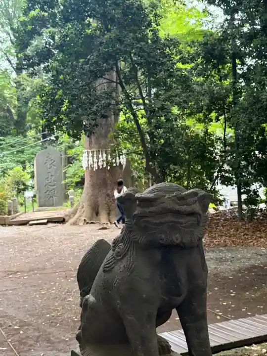 代々木八幡宮の{uncategorized: "未分類", other: "その他", undefined: "問題あり", building: "その他建物", grave: "お墓", sacred_gate: "鳥居", guardian: "狛犬", statue: "像", buddha: "仏像", history: "歴史", nature: "自然", garden: "庭園", animal: "動物", pagoda: "塔", temizu: "手水舎", mountain_gate: "山門・神門", sanctuary: "本殿・本堂", subordinate: "末社・摂社", art: "芸術", scenery: "景色", jizo: "地蔵", ema: "絵馬", goshuin: "御朱印", omikuji: "おみくじ", items: "授与品その他", amulet: "お守り", goshuincho: "御朱印帳", eats: "食事", festival: "お祭り", votive_dance: "神楽", shichigosan: "七五三参", wedding: "結婚式", experience: "体験その他", initially: "初詣", around: "周辺", anti_infection: "感染症対策"}