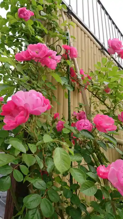 寿量山 速成寺の自然